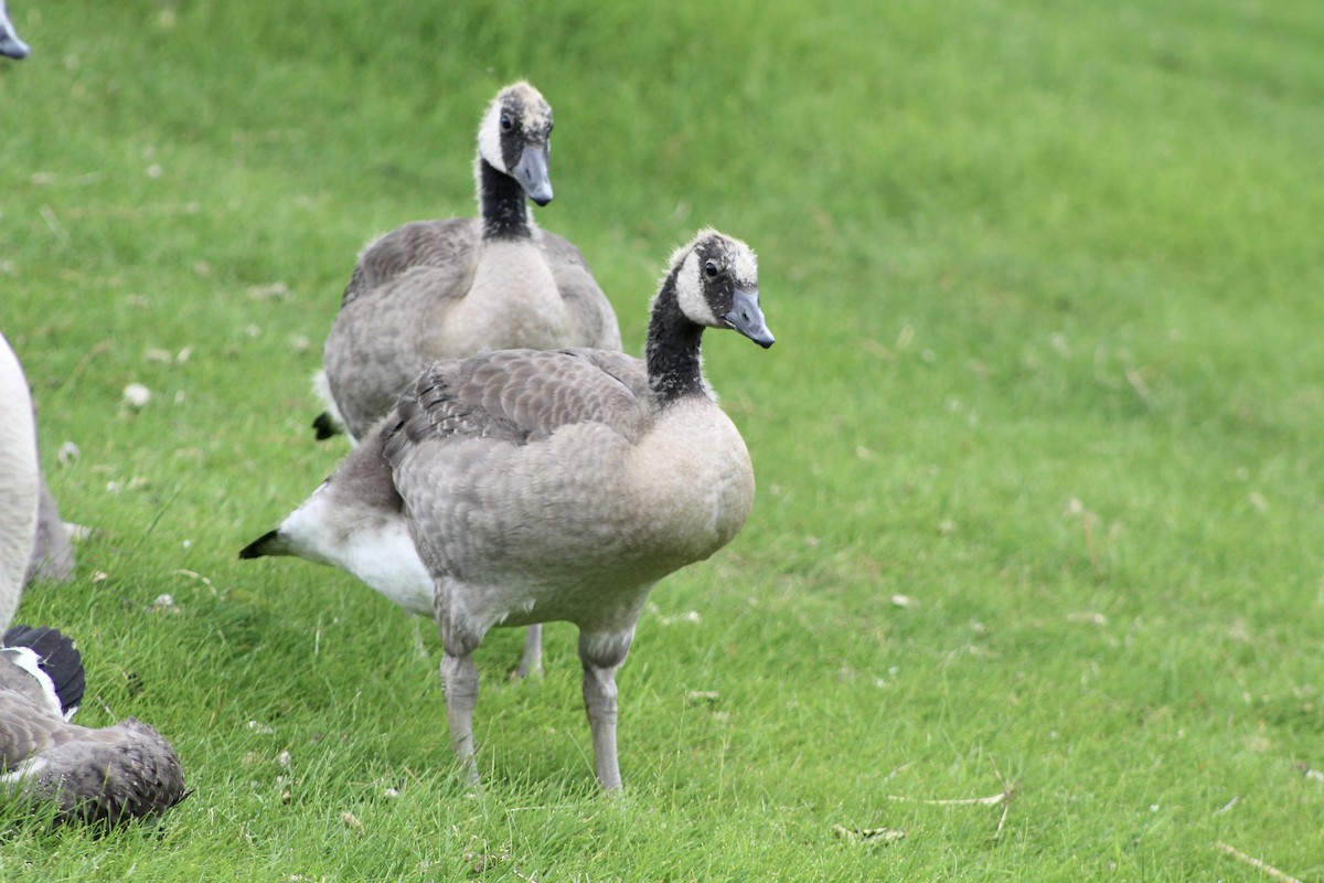 Canada Goose - ML620847248