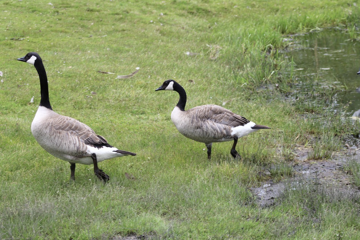 Canada Goose - ML620847249