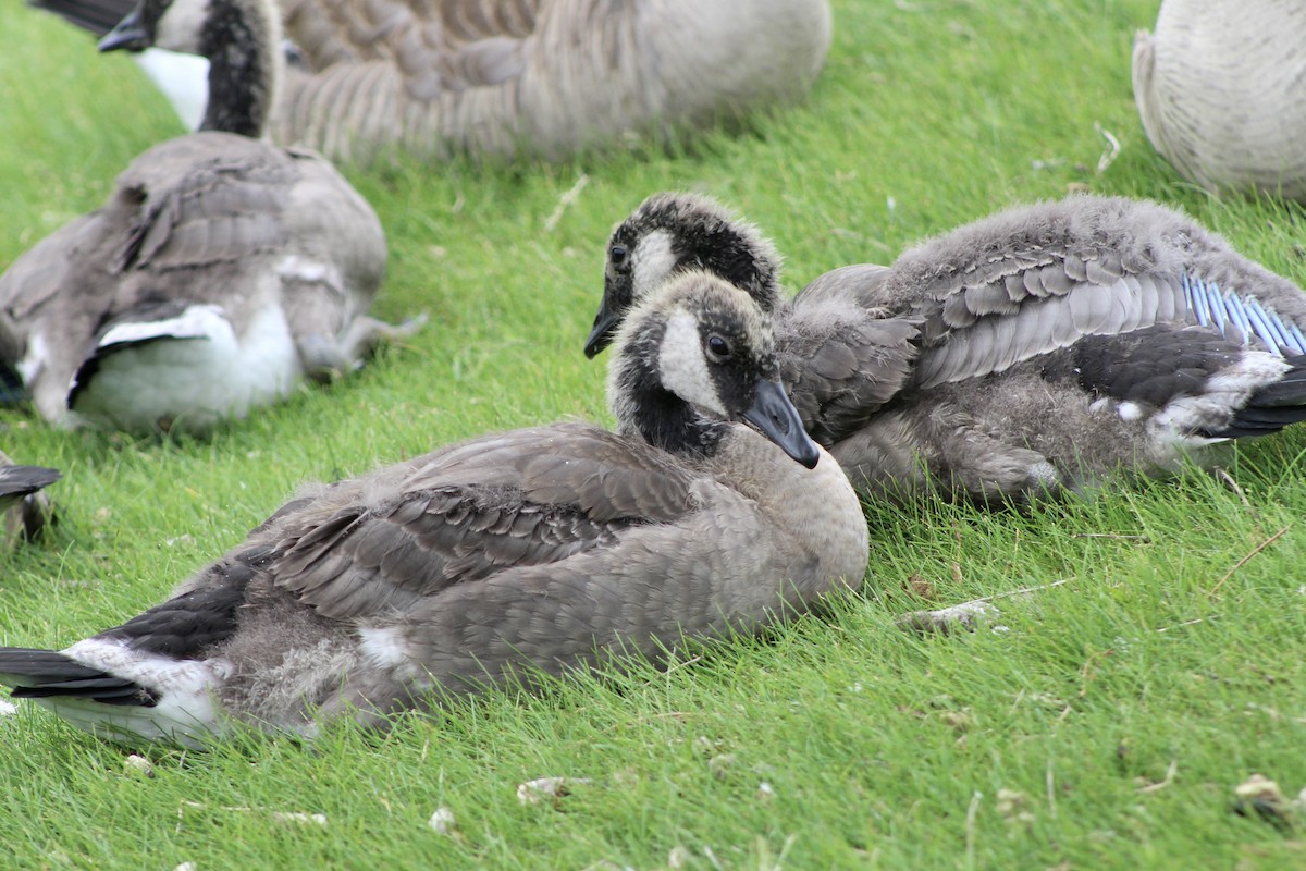 Canada Goose - ML620847252