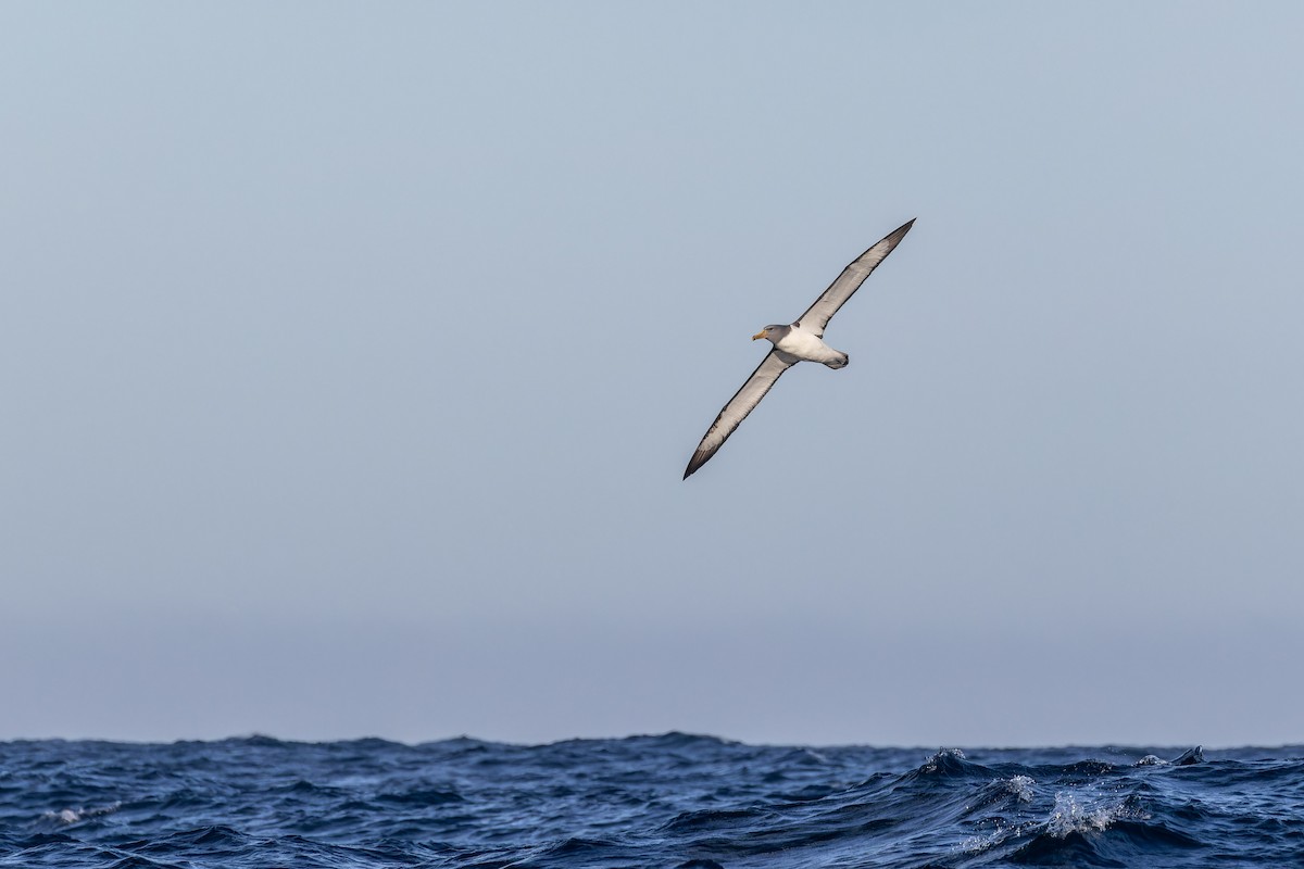 Albatros de las Chatham - ML620847291