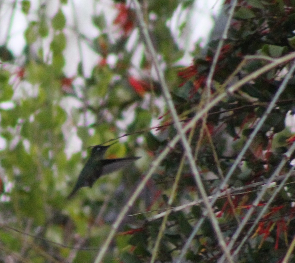Green-backed Firecrown - ML620847315