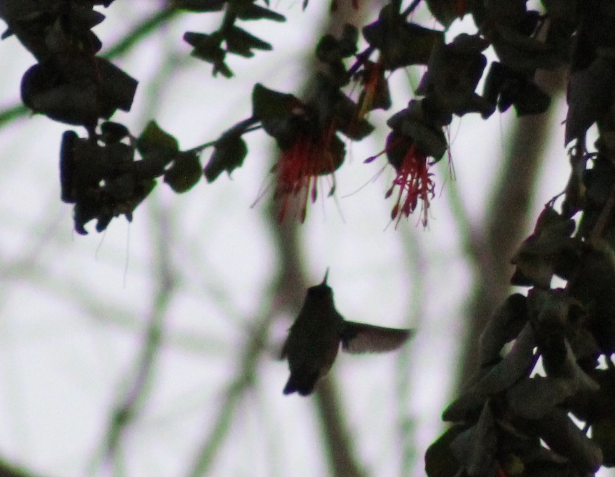 kolibřík chilský - ML620847316