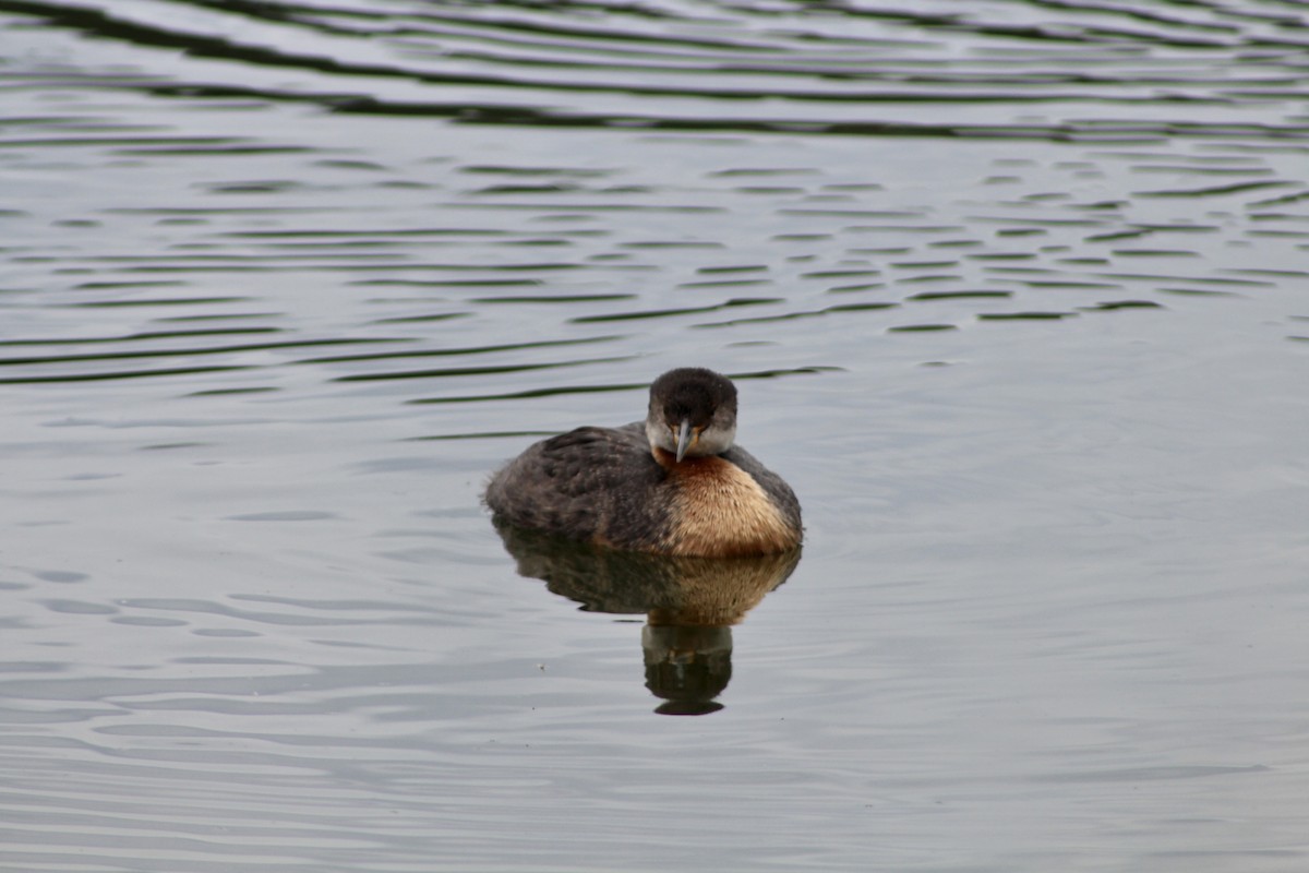 Red-necked Grebe - ML620847325