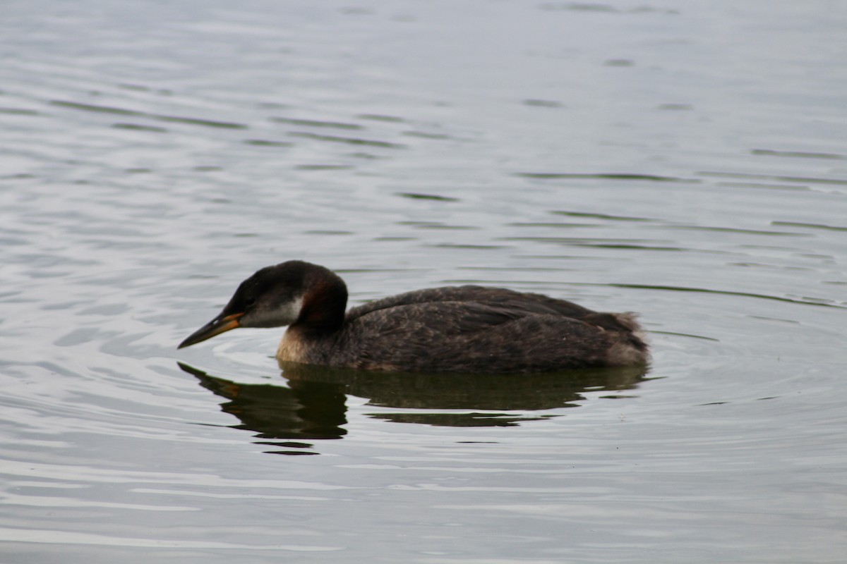 Red-necked Grebe - ML620847327