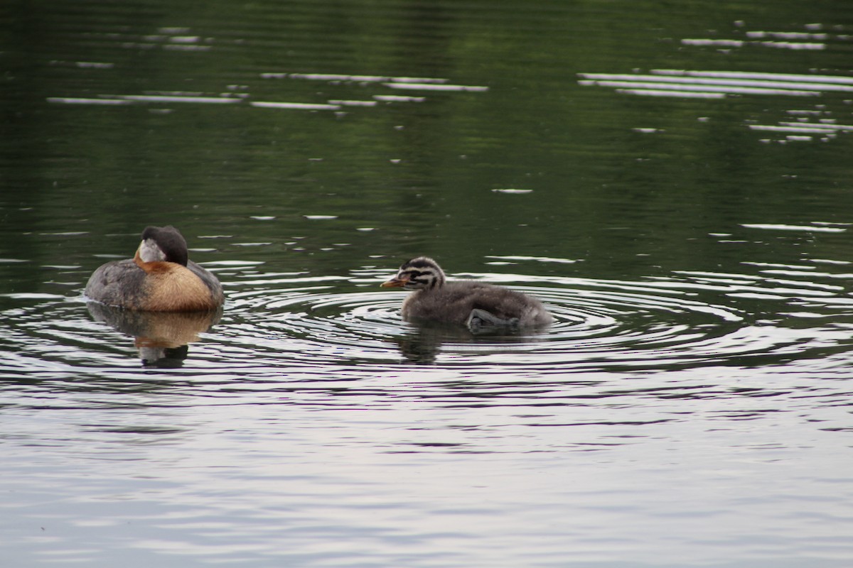Red-necked Grebe - ML620847328
