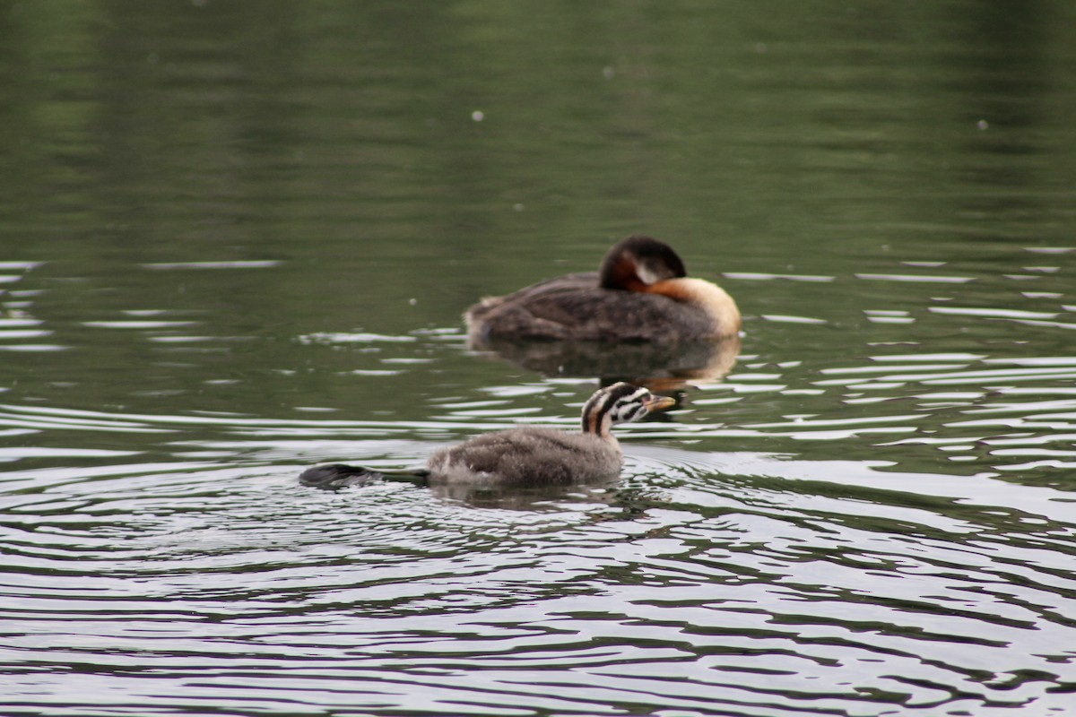 Red-necked Grebe - ML620847330