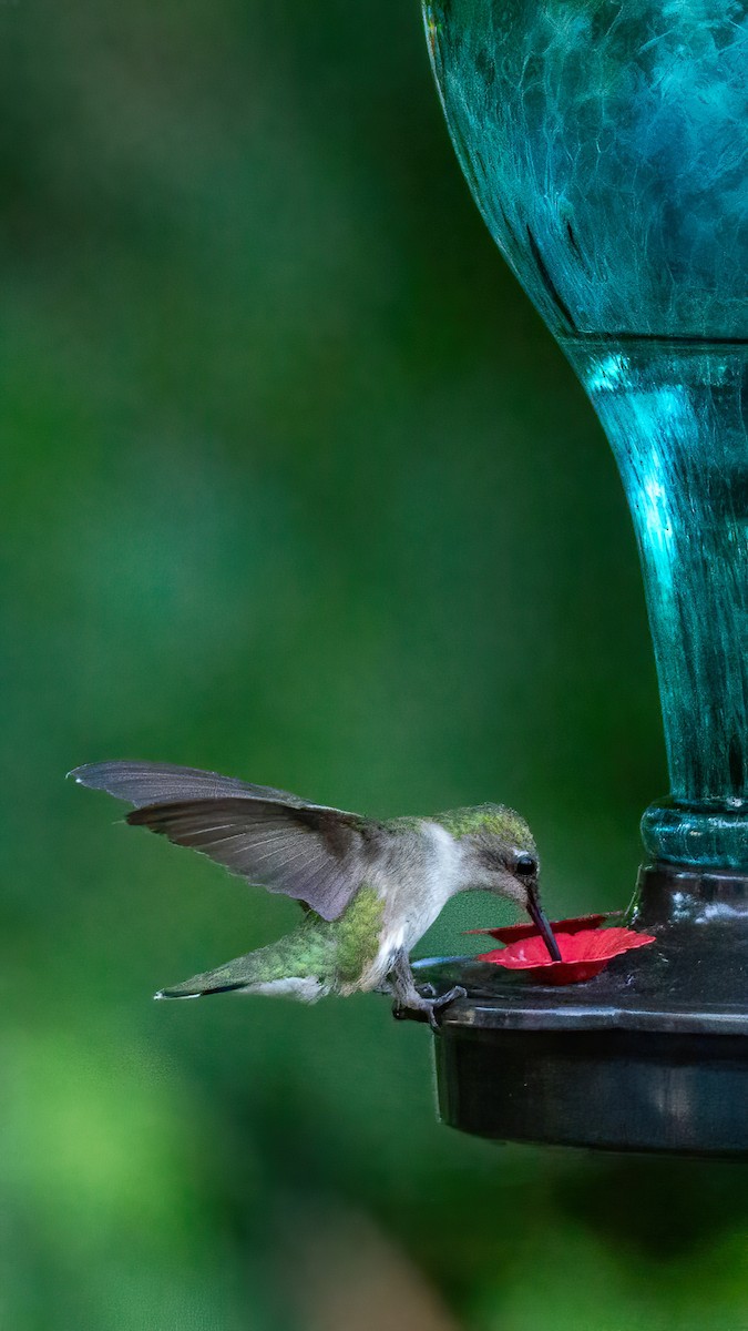 Ruby-throated Hummingbird - ML620847350