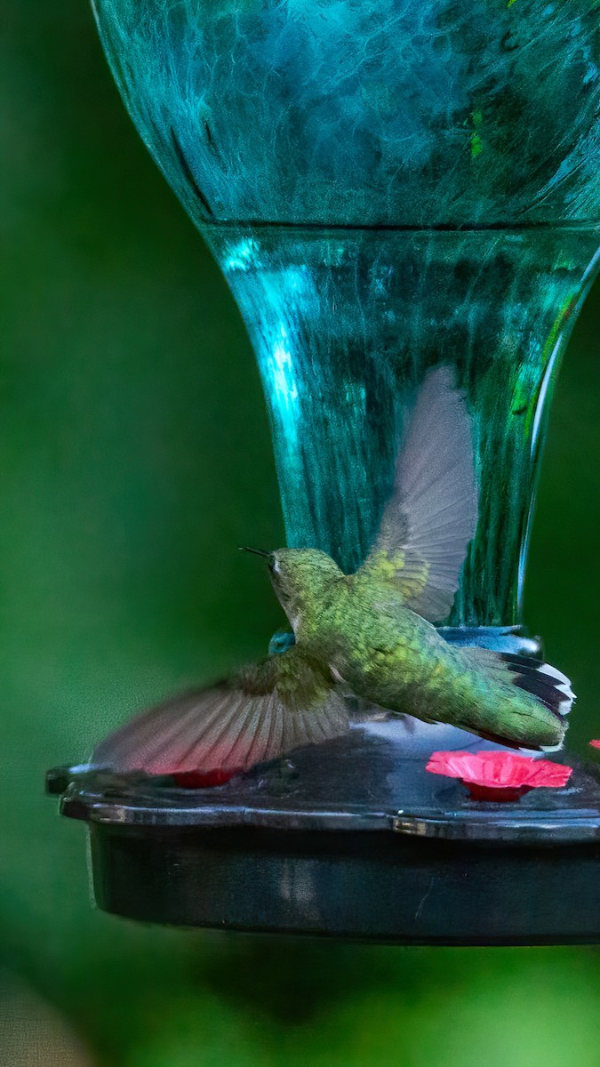 Ruby-throated Hummingbird - ML620847351