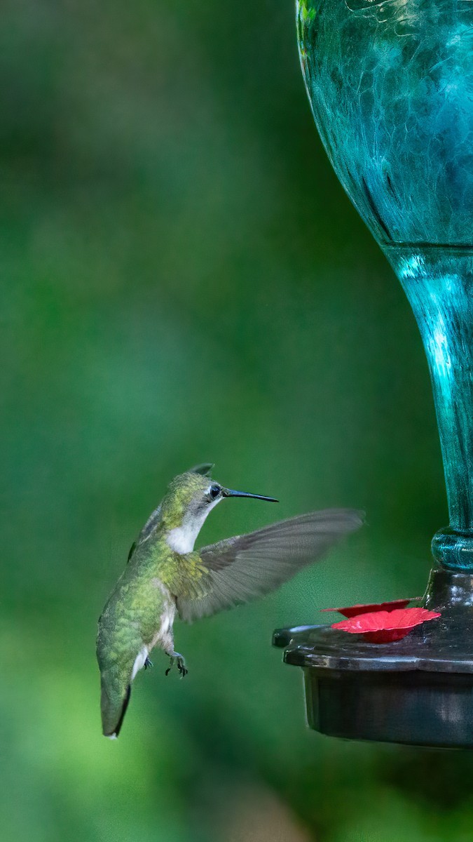 Ruby-throated Hummingbird - ML620847354
