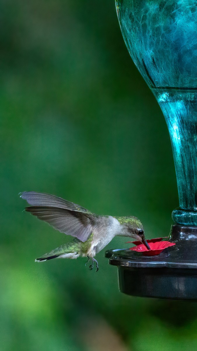 Ruby-throated Hummingbird - ML620847355