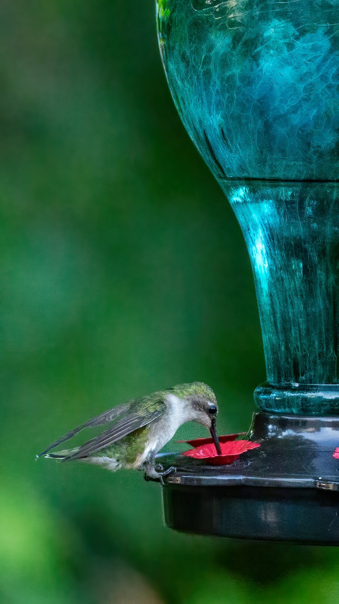 Ruby-throated Hummingbird - ML620847357