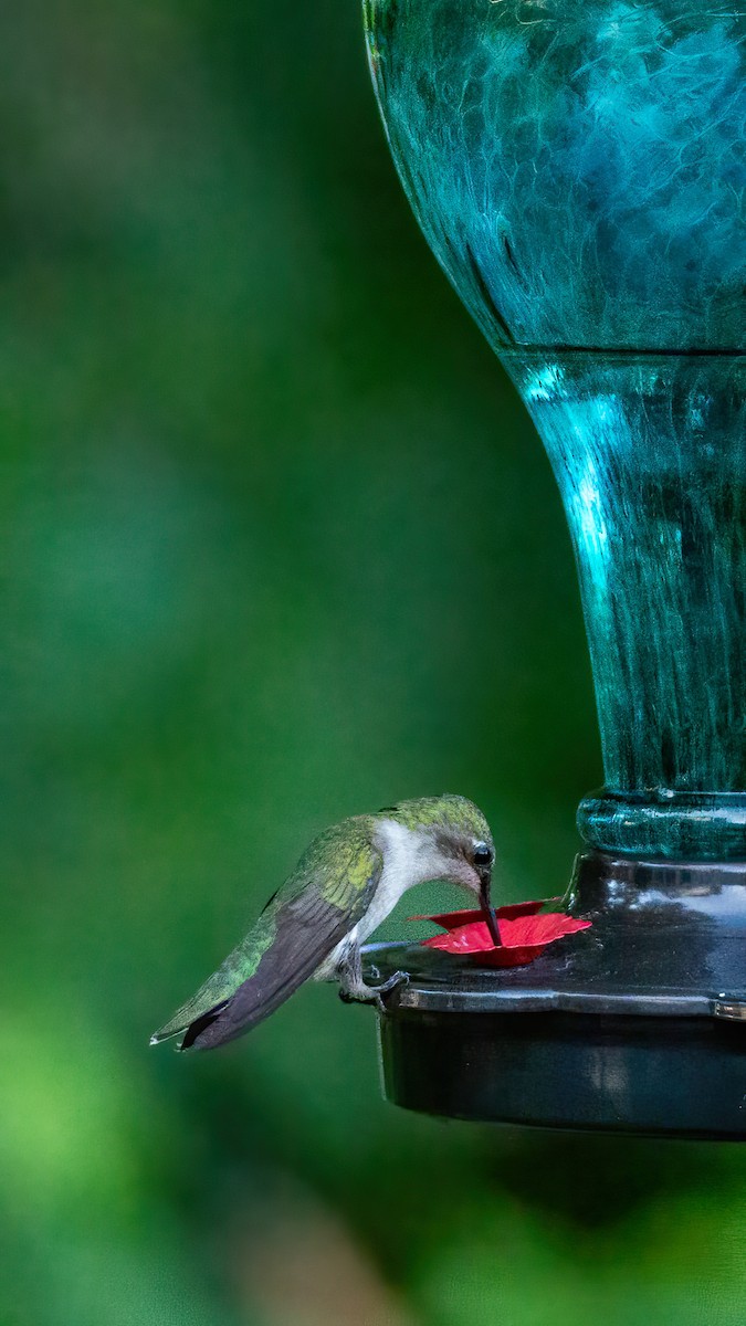 Ruby-throated Hummingbird - ML620847358