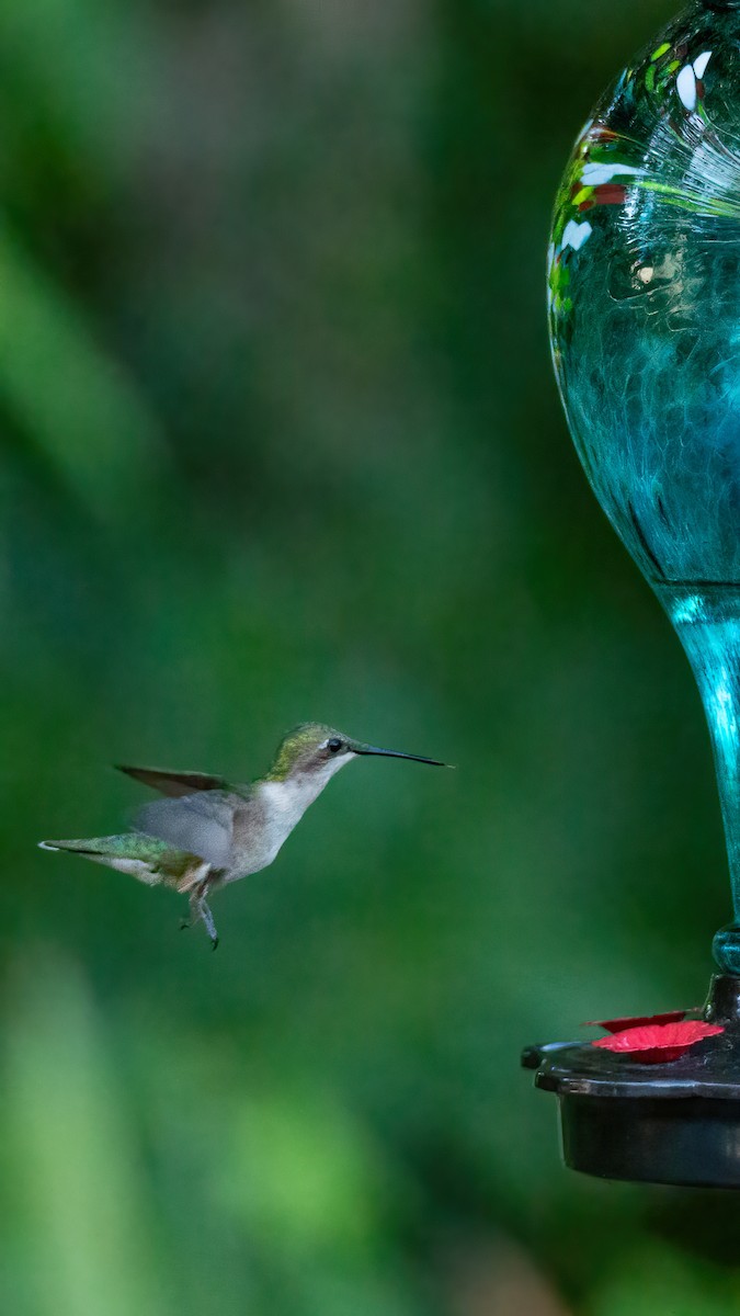 Ruby-throated Hummingbird - ML620847359