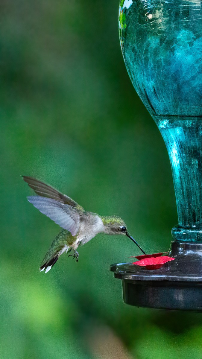 Ruby-throated Hummingbird - ML620847360