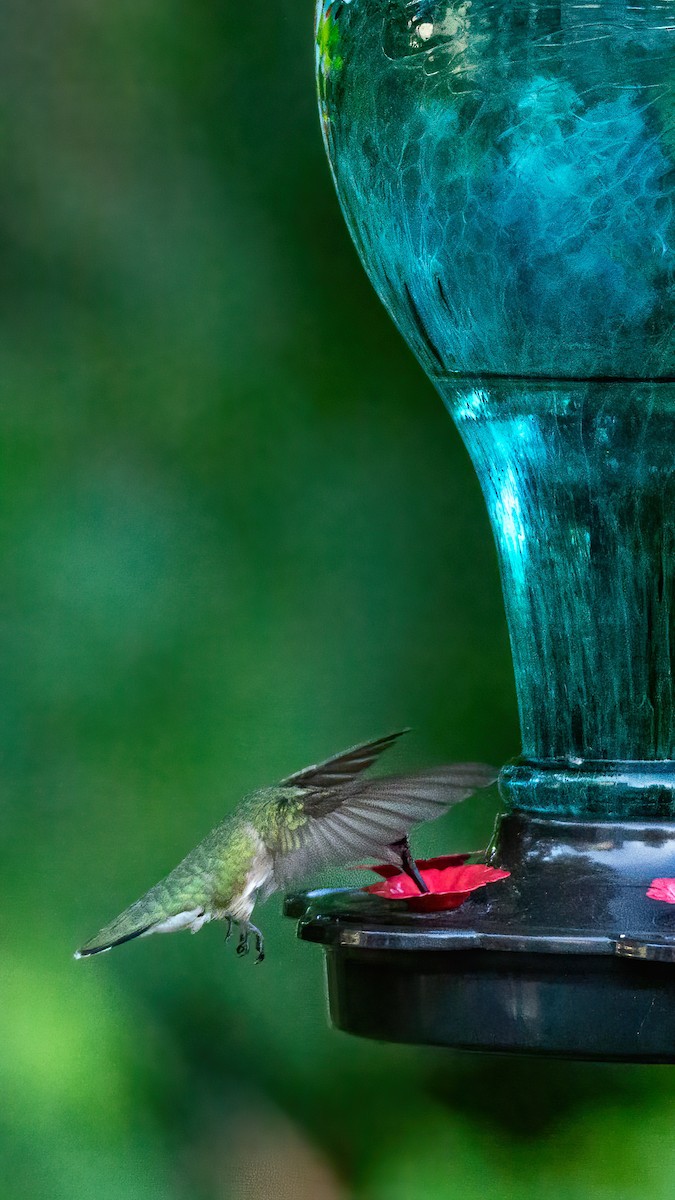 Ruby-throated Hummingbird - ML620847361