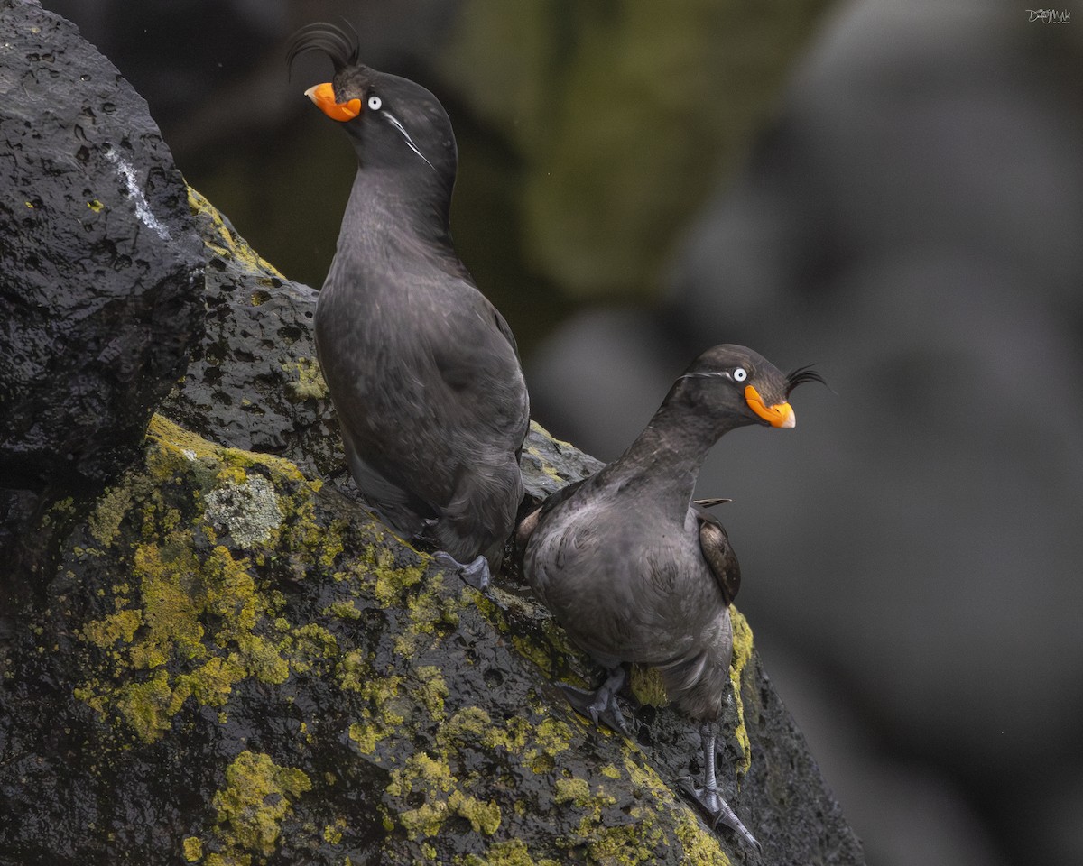 Crested Auklet - ML620847384