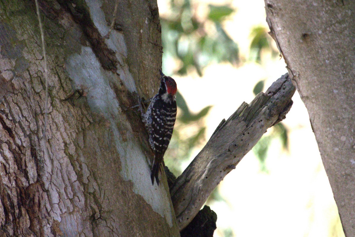 Nuttall's Woodpecker - ML620847414