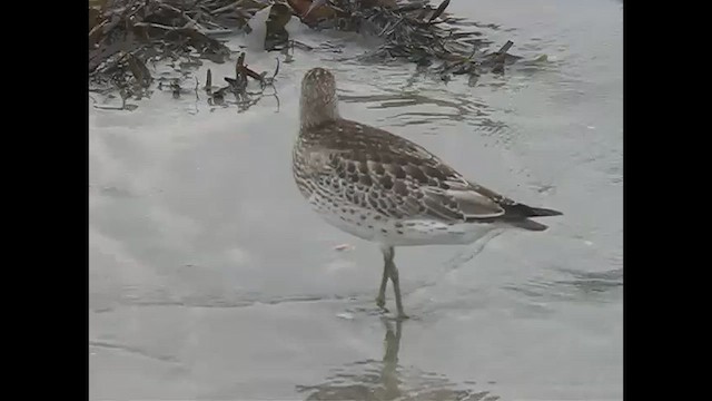 Great Knot - ML620847420