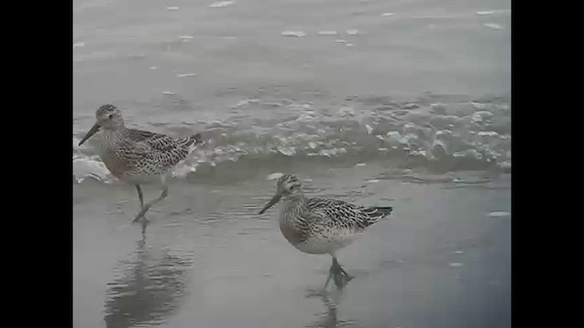 Great Knot - ML620847421