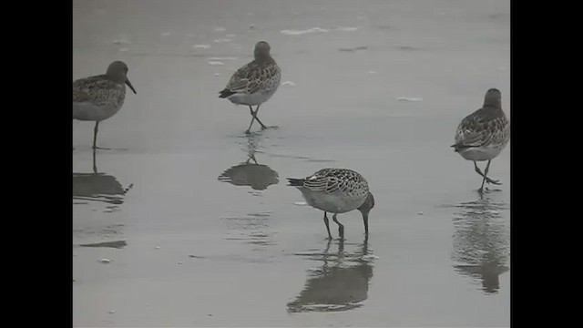 Great Knot - ML620847422