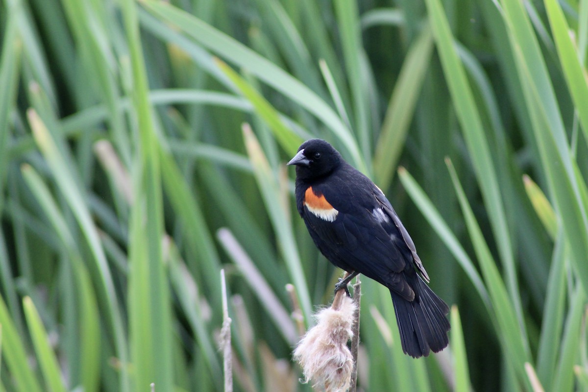 Red-winged Blackbird (Red-winged) - ML620847425