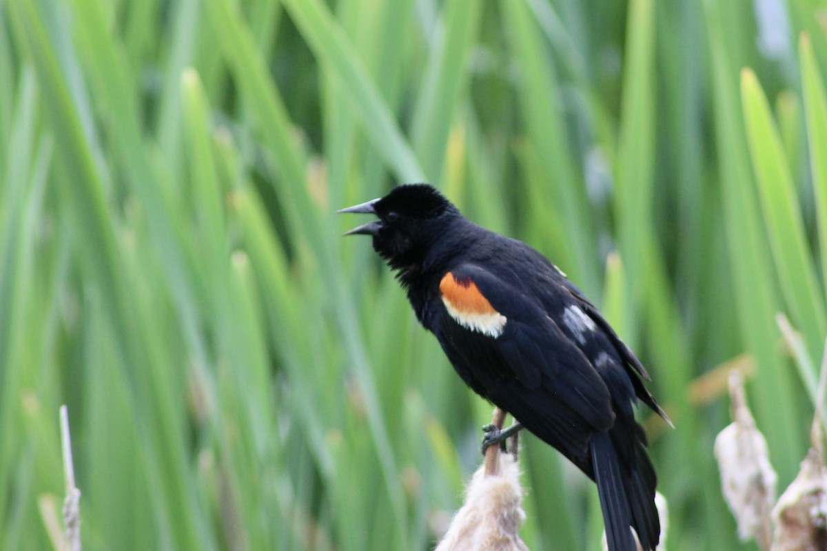 Red-winged Blackbird (Red-winged) - ML620847426