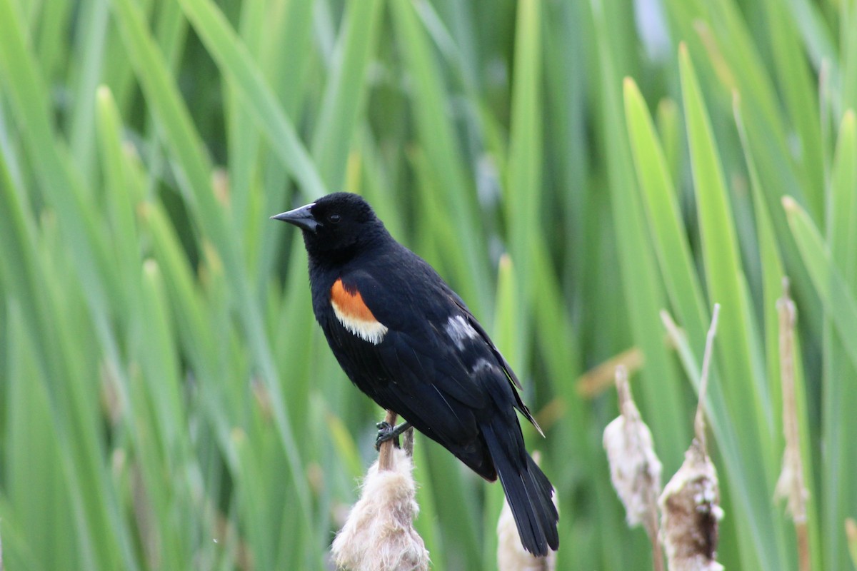 Red-winged Blackbird (Red-winged) - ML620847427