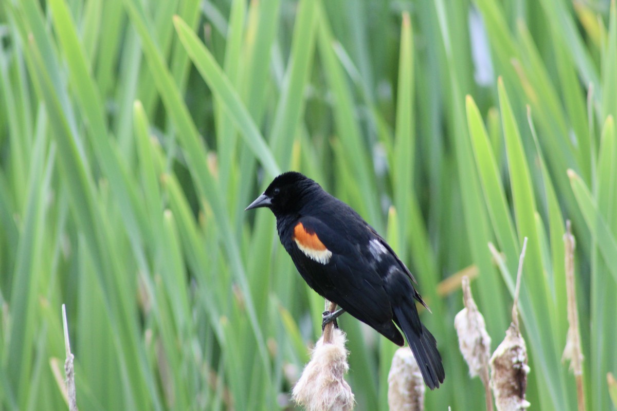 Red-winged Blackbird (Red-winged) - ML620847428