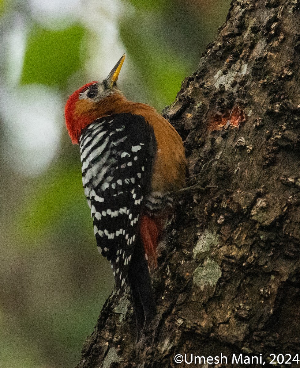 Rufous-bellied Woodpecker - ML620847464
