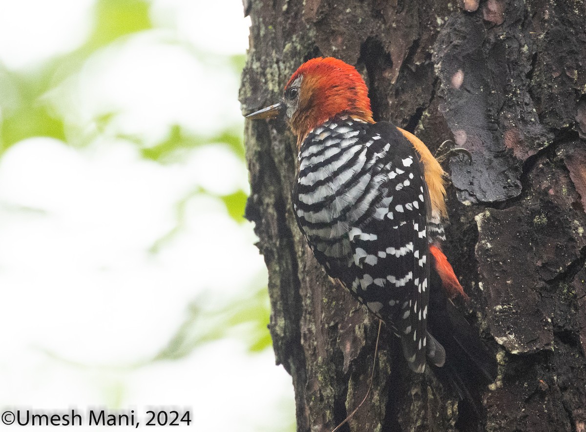 Rufous-bellied Woodpecker - ML620847465