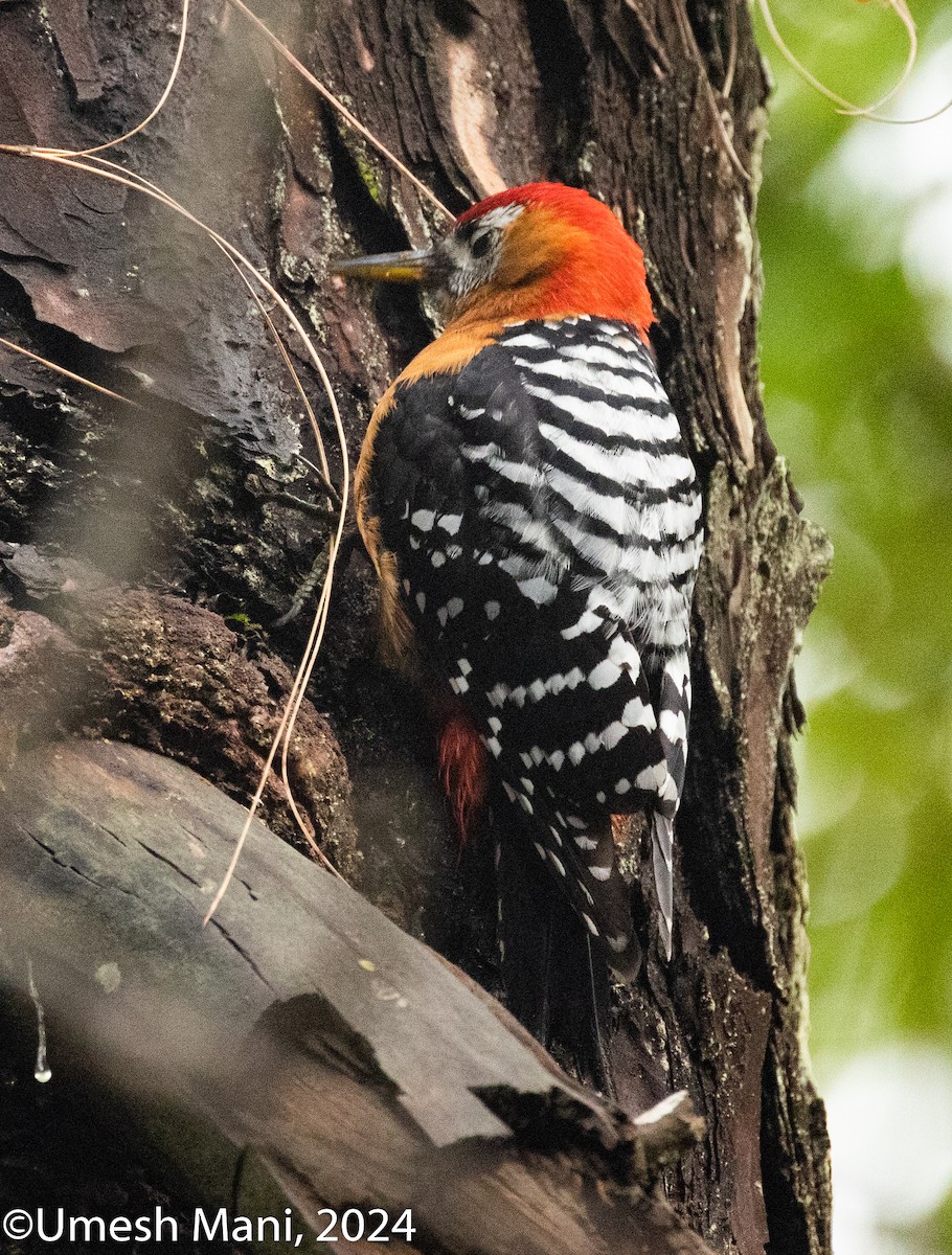 Rufous-bellied Woodpecker - ML620847466