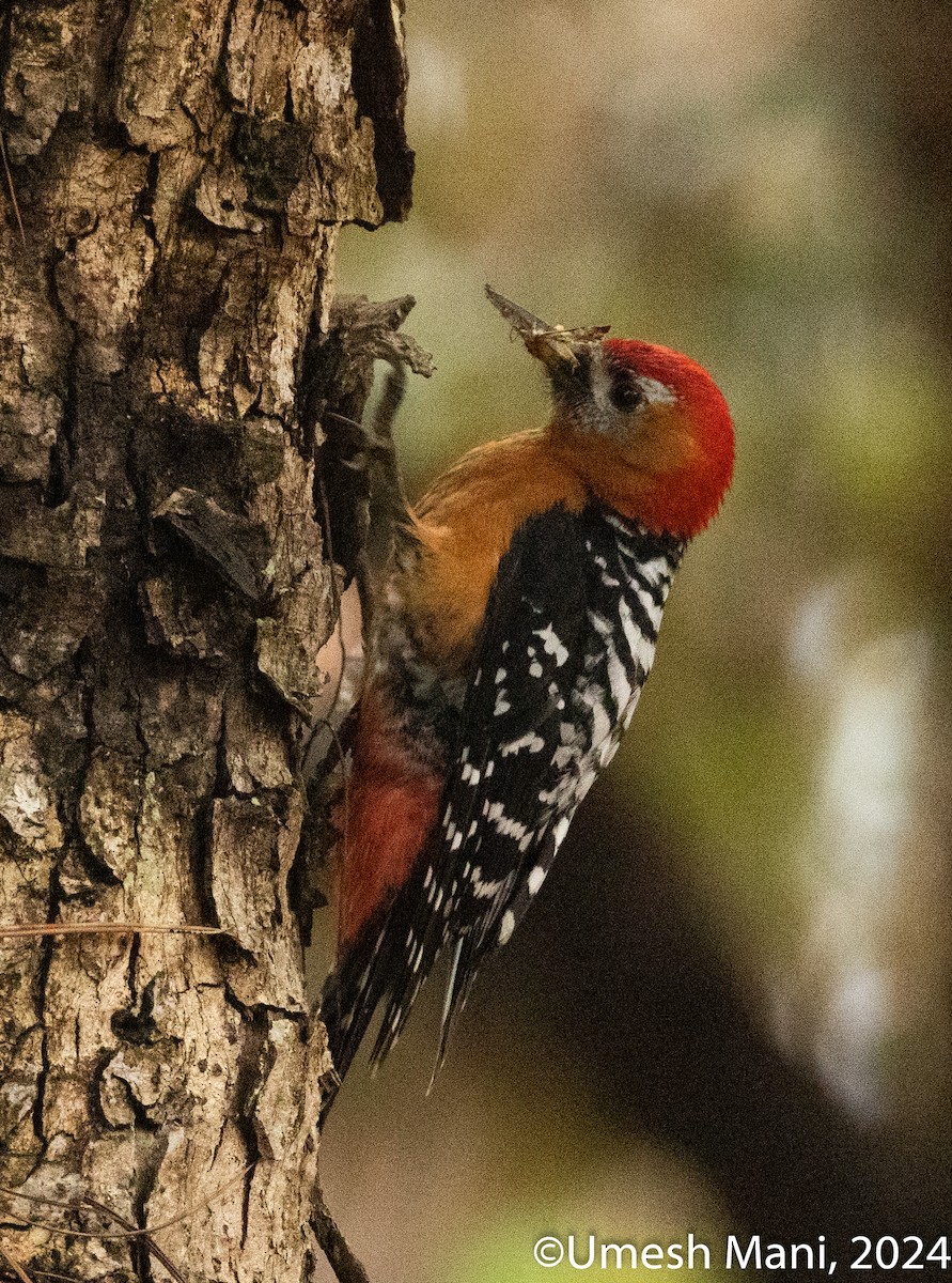 Rufous-bellied Woodpecker - Umesh Mani