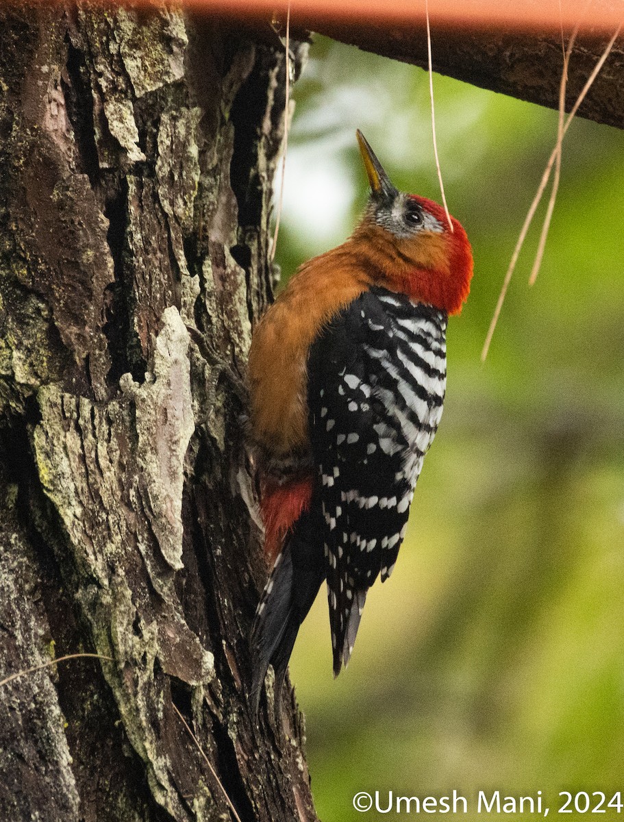 Rufous-bellied Woodpecker - ML620847468