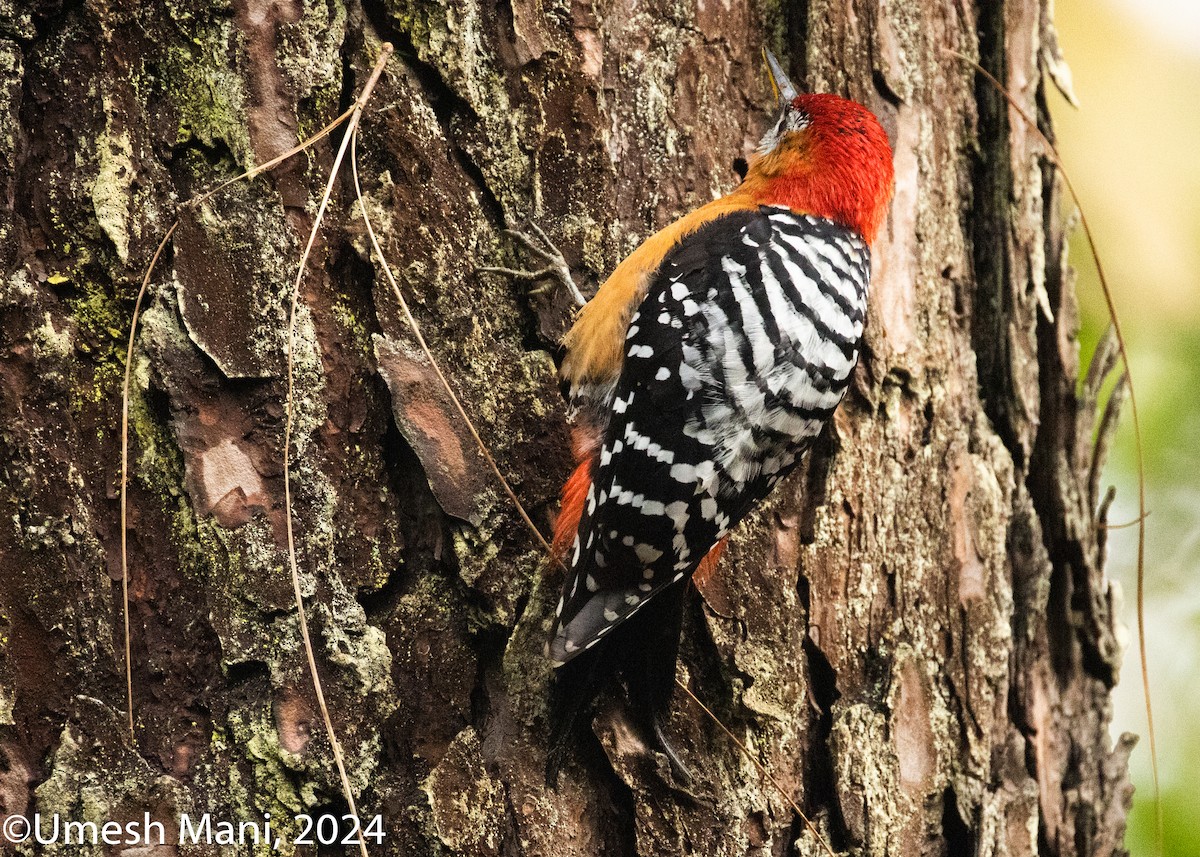Rufous-bellied Woodpecker - ML620847469