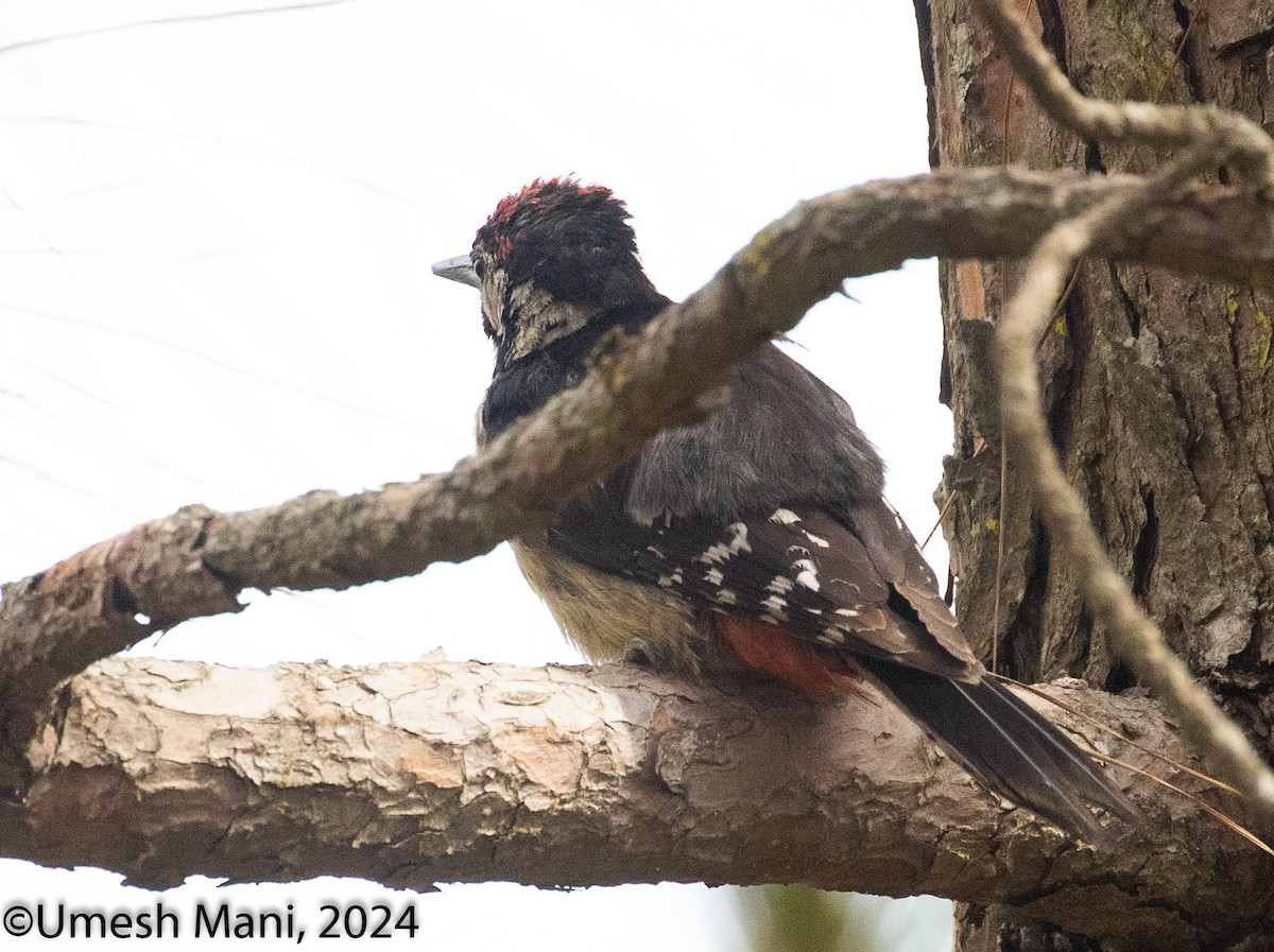 Himalayan Woodpecker - ML620847473