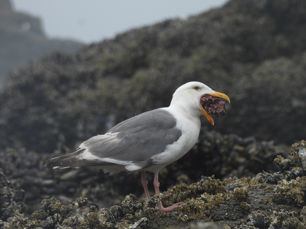Glaucous-winged Gull - Taylor Haynes