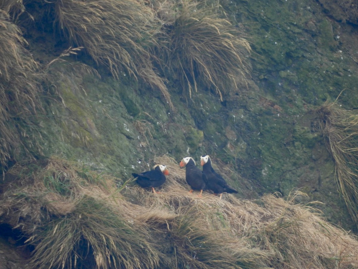 Tufted Puffin - ML620847615