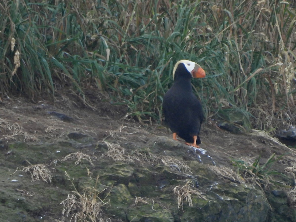 Tufted Puffin - ML620847616