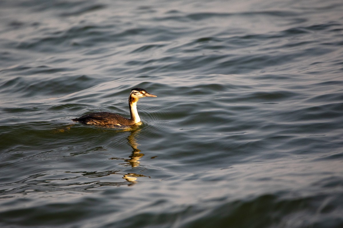Great Crested Grebe - ML620847632