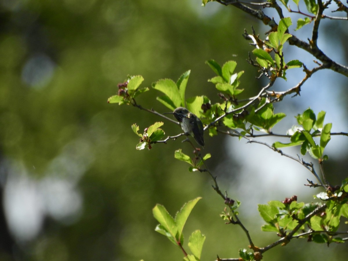 Calliope Hummingbird - ML620847636