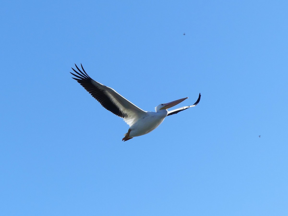 pelikán severoamerický - ML620847663