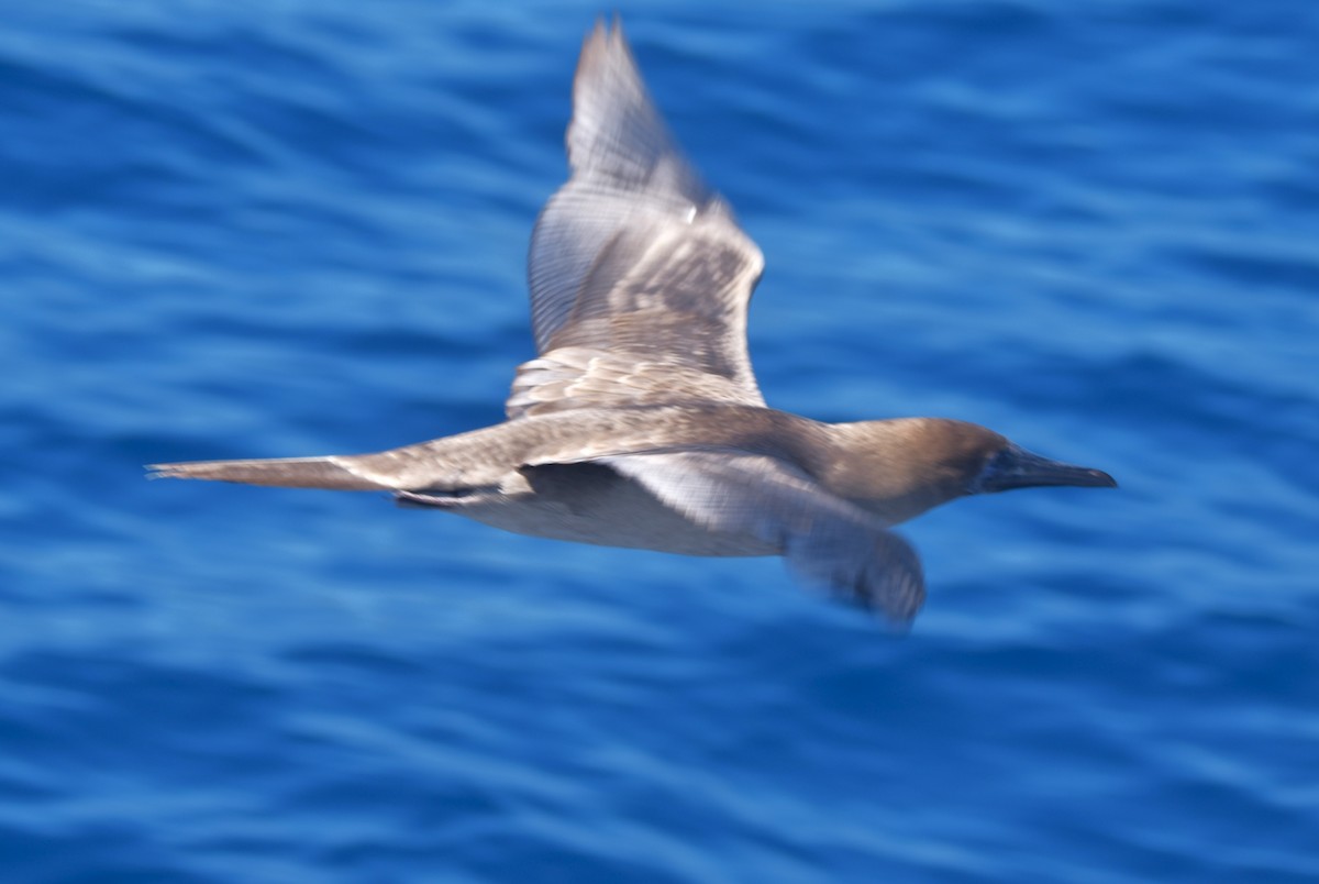 Red-footed Booby - ML620847667