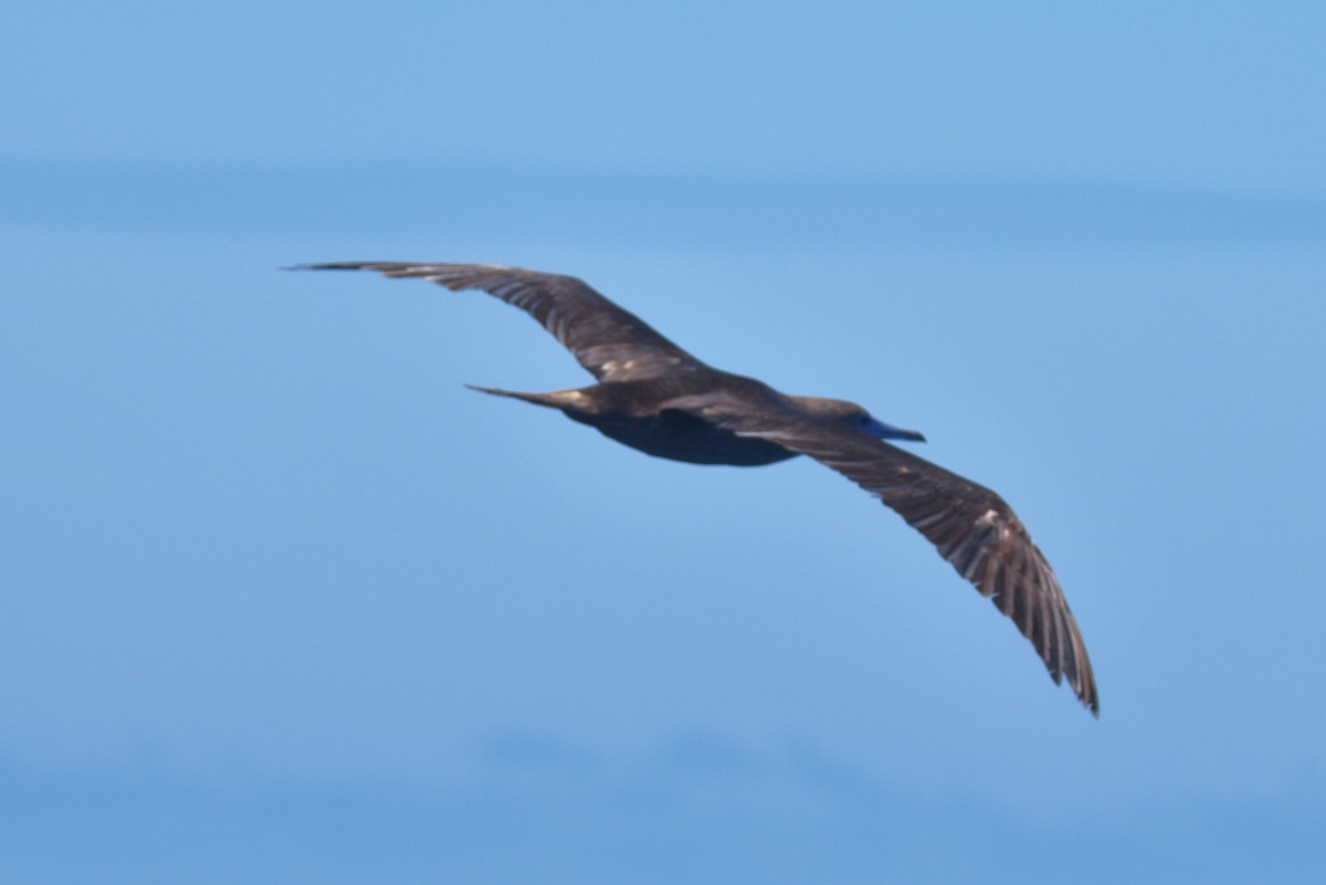 Red-footed Booby - ML620847669