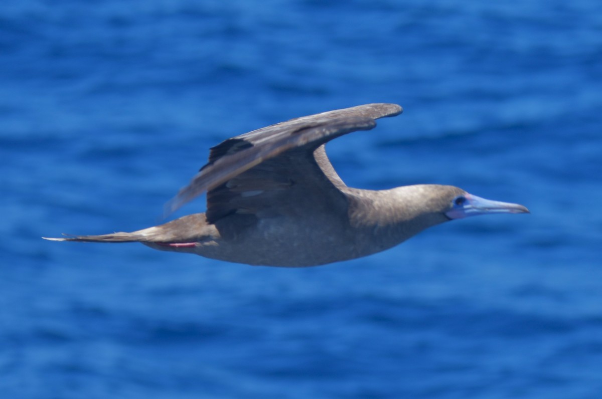 Red-footed Booby - ML620847670