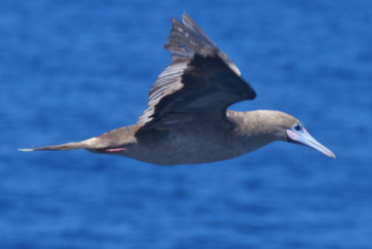 Red-footed Booby - ML620847671