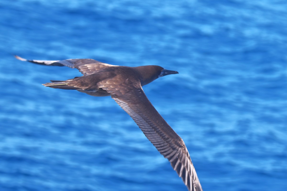 Red-footed Booby - ML620847672