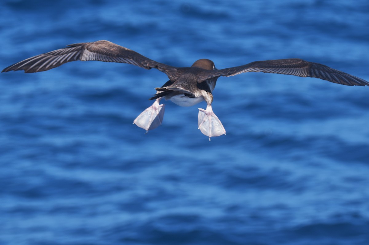 Red-footed Booby - ML620847674