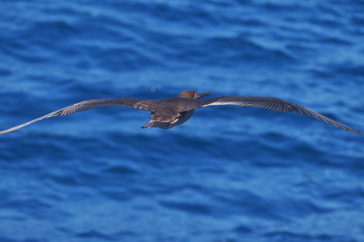 Red-footed Booby - ML620847677