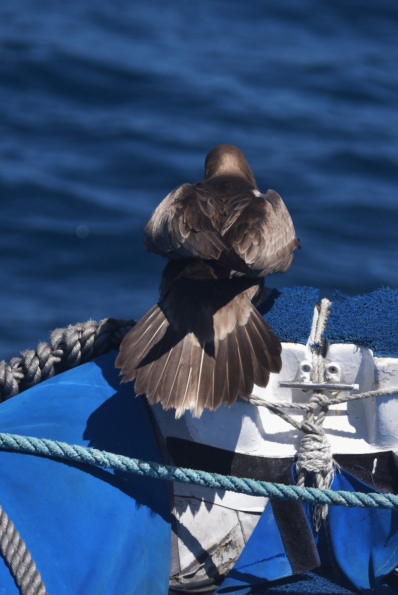 Red-footed Booby - ML620847684