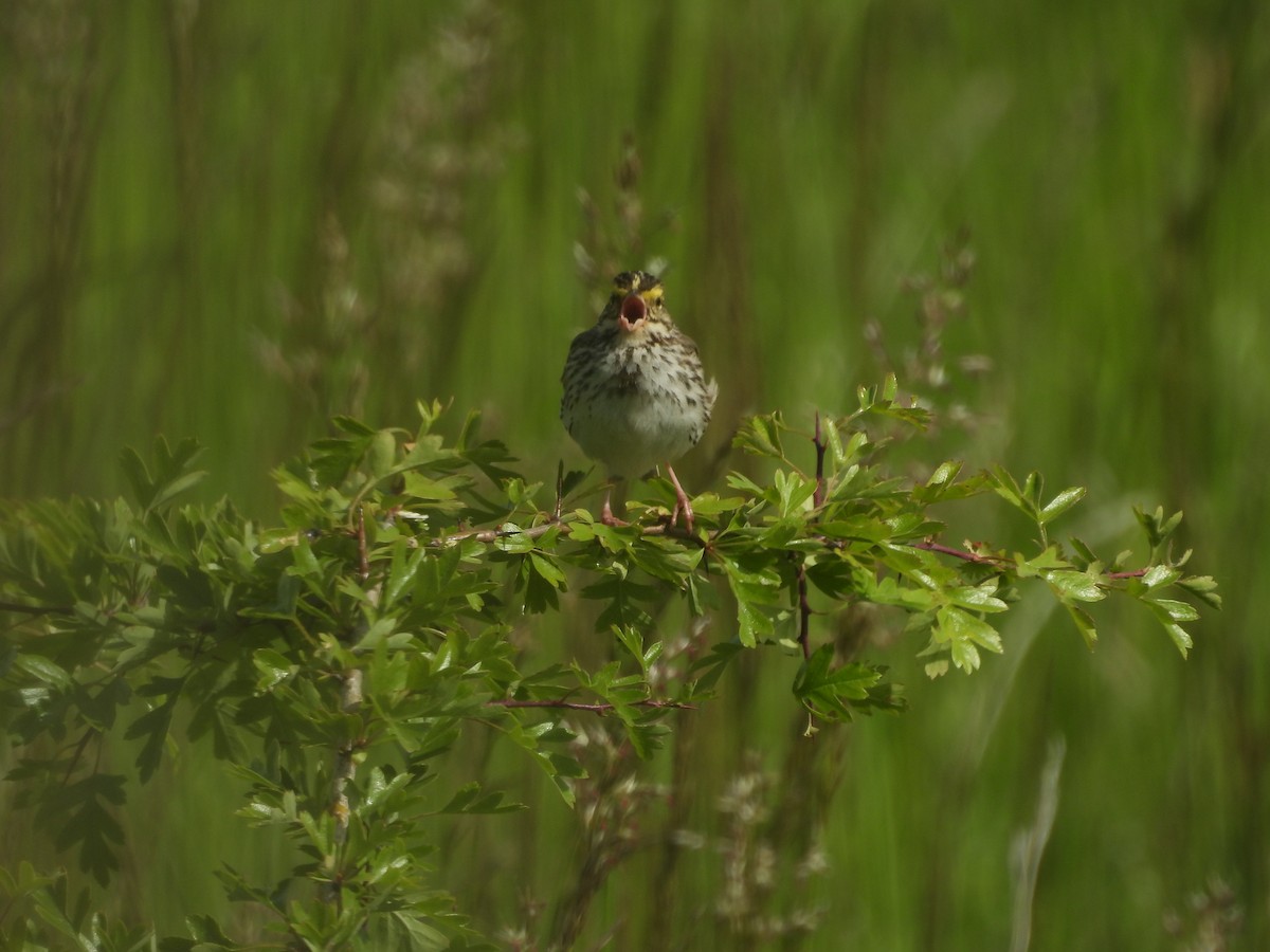 Savannah Sparrow - ML620847689
